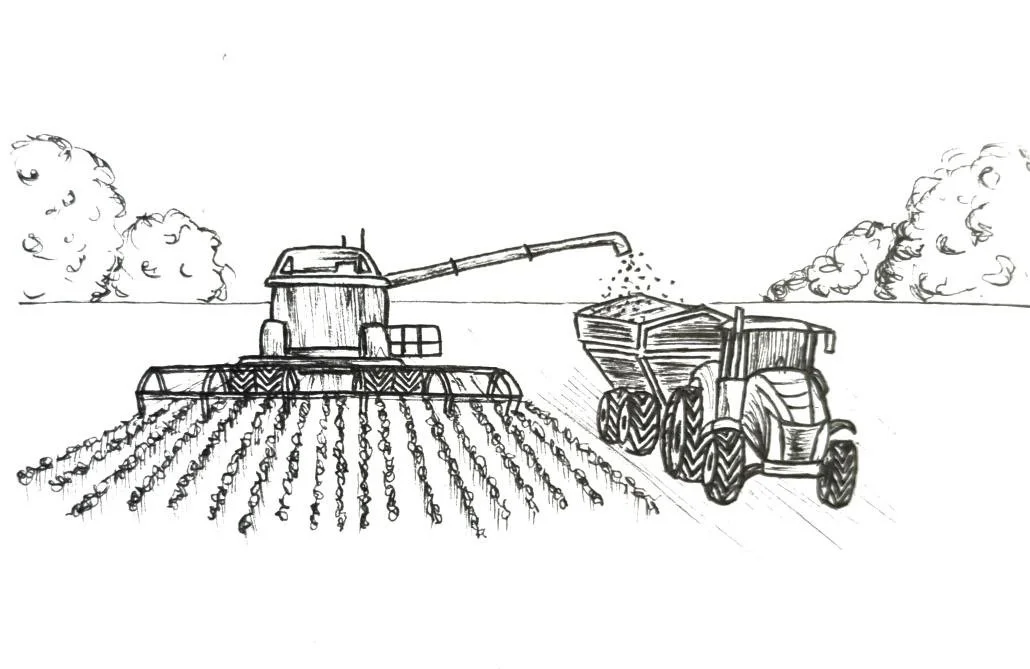 Derbyshire rapeseed oil