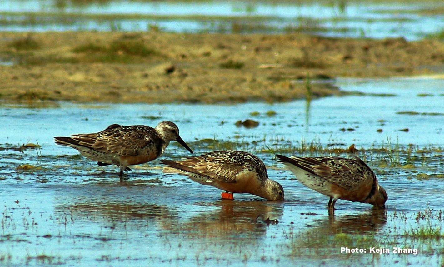 Feeding Red Knots at Piskwamish. Photo courtesy of Kejia Zhang.