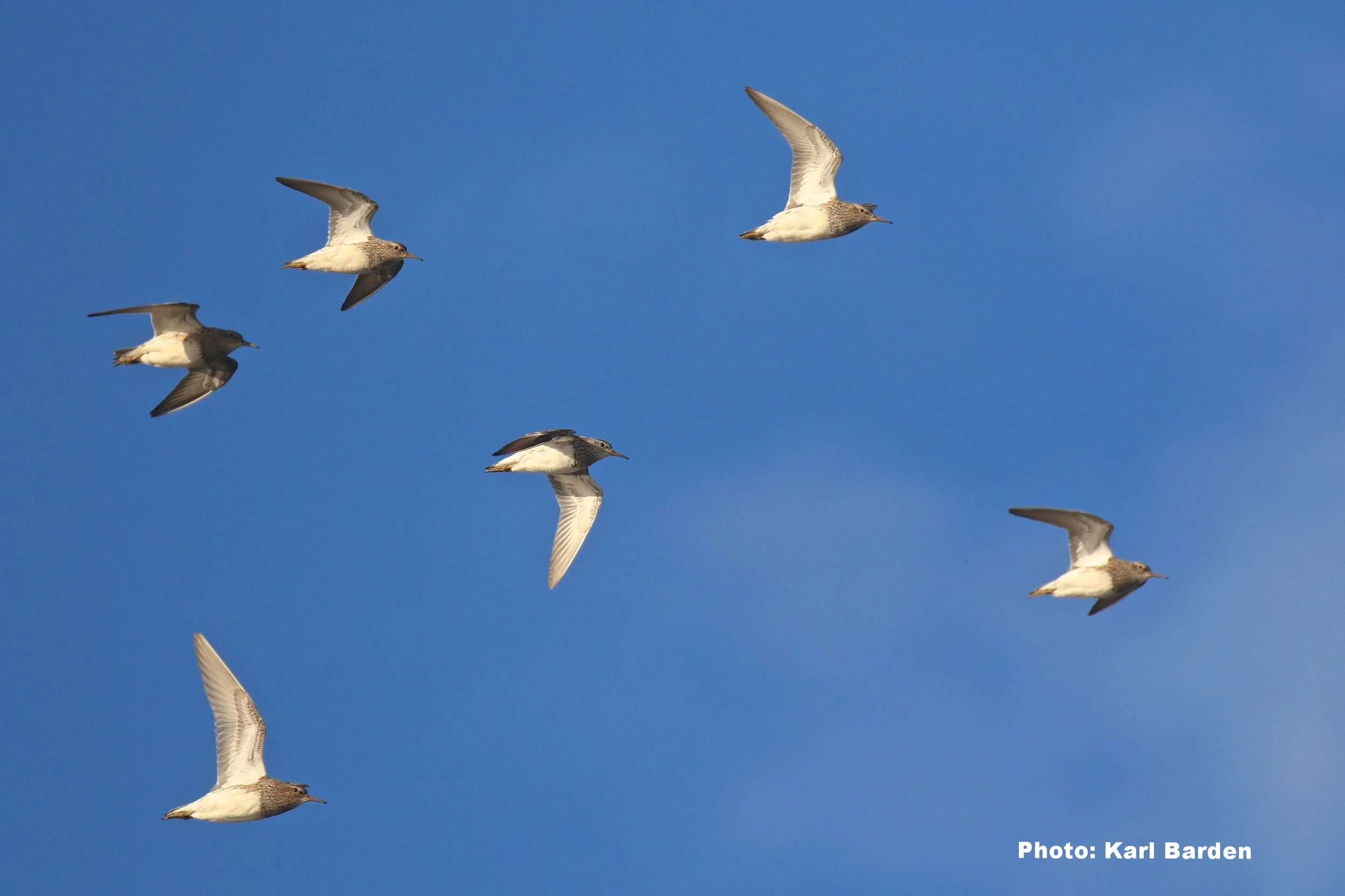 Pectoral Sandpipers in flight. Photo courtesy of Karl Barden.