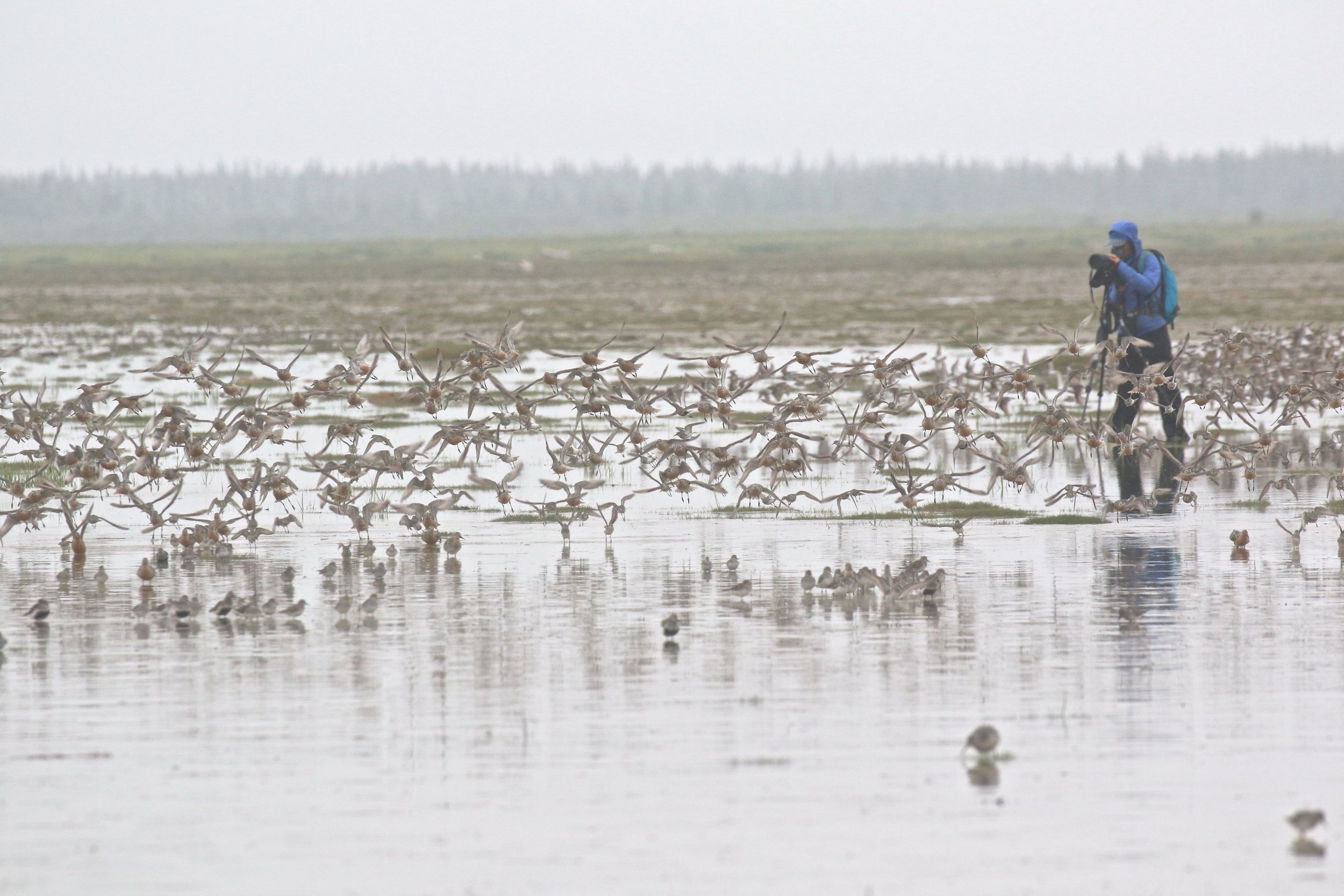 Red Knots take flight at Little Piskwamish Point. Photo courtesy Karl Bardon.