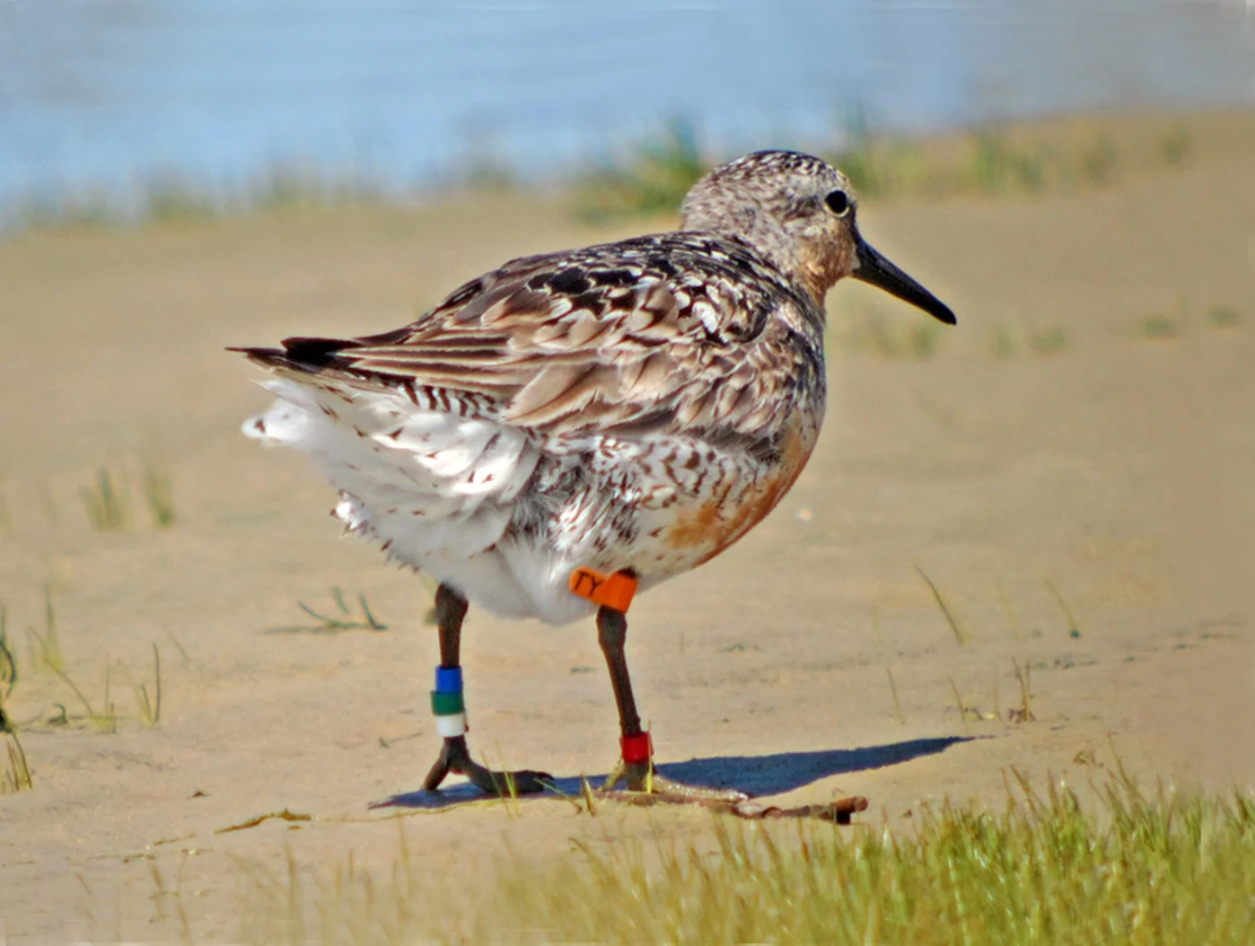 Red Knot TY was banded in Argentina and has been seen in James Bay many times. Photo courtesy Jean Iron.