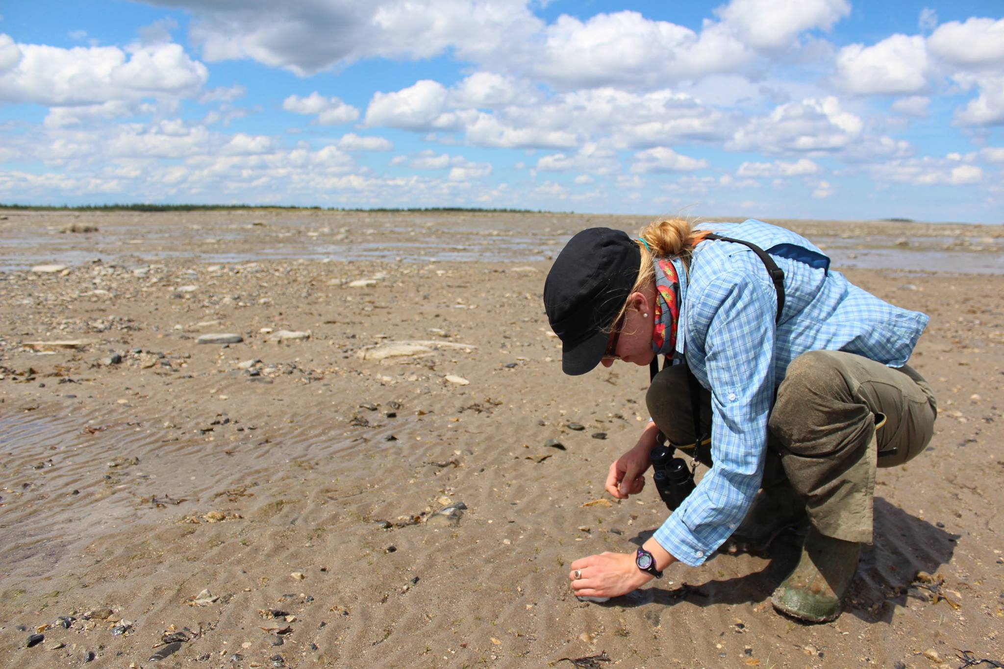 Invertebrate sampling on the intertidal flats of James Bay. Photo: Niahm McHugh.