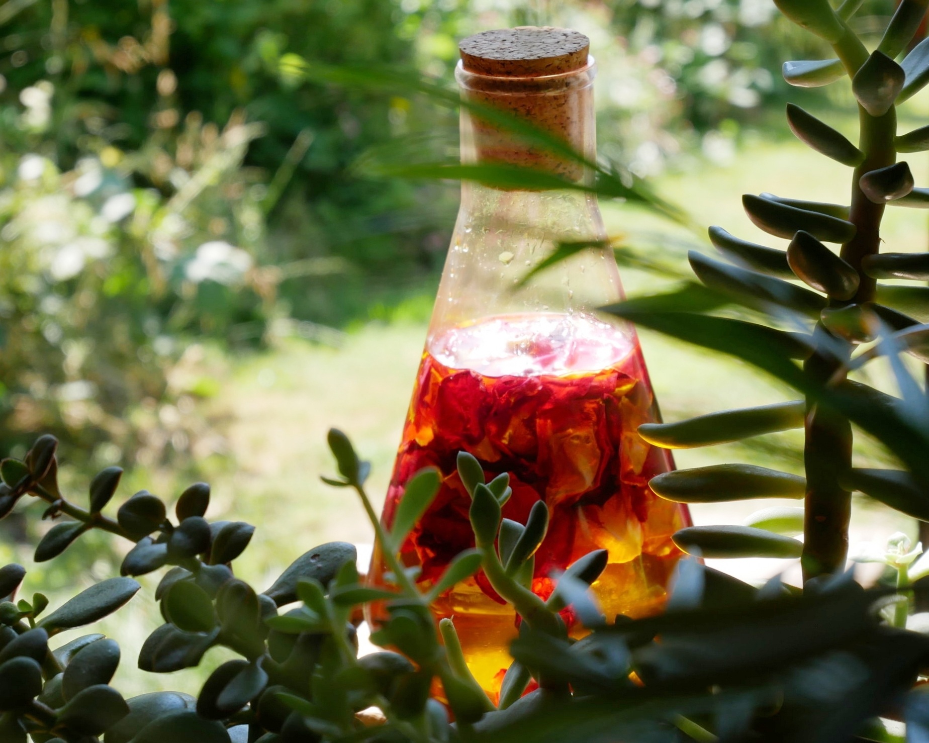Infusing Oil With Rose Scent - How To Make A Homemade Rose Oil Infusion
