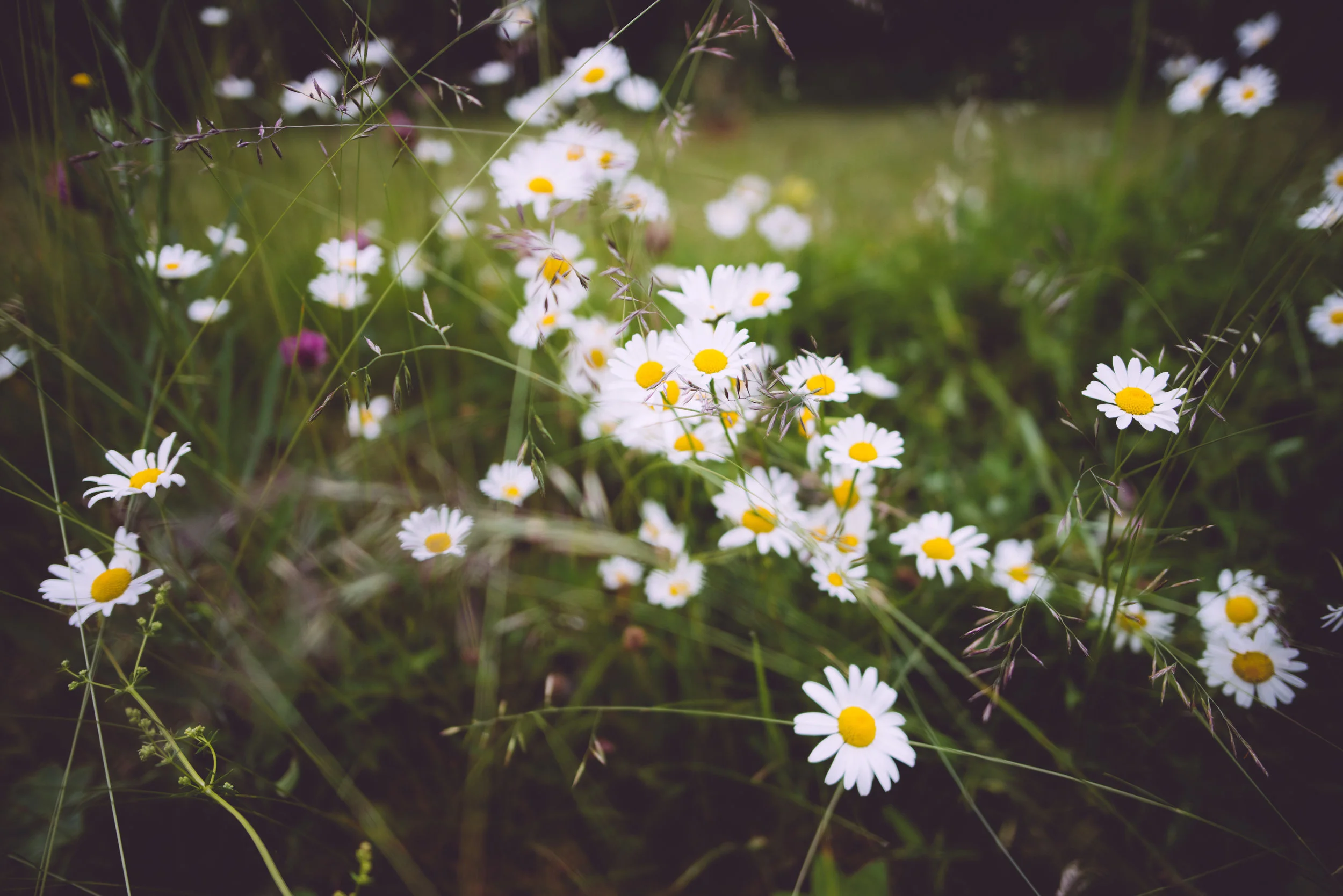 Garden Notes : Midsummer