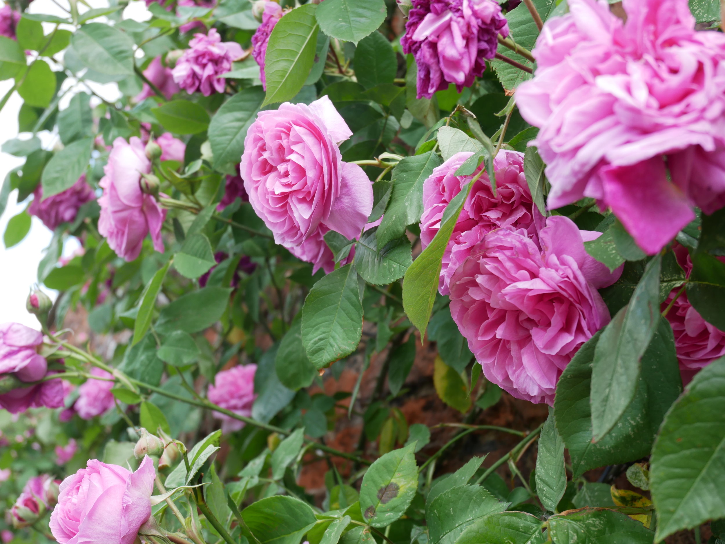 Rose Garden.jpg