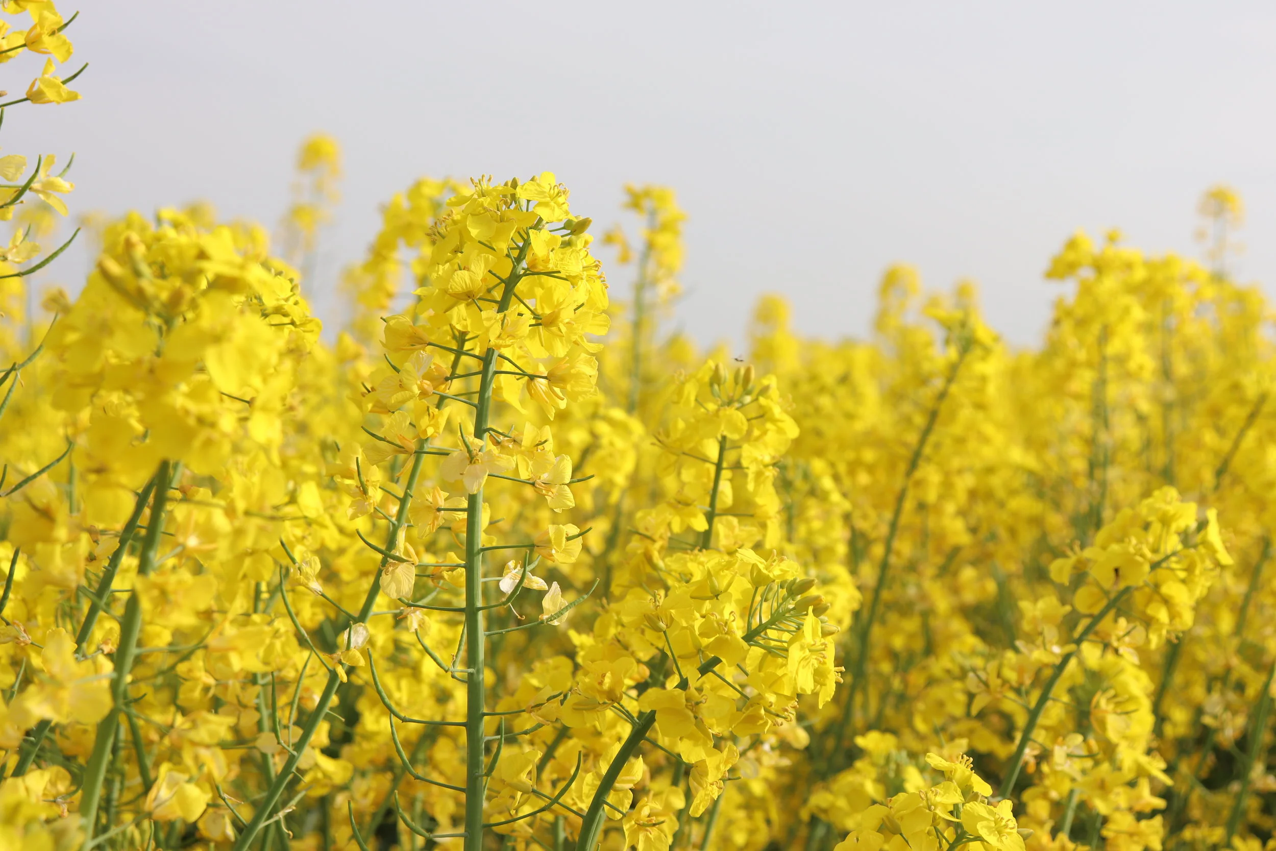 Why Rapeseed Wax?