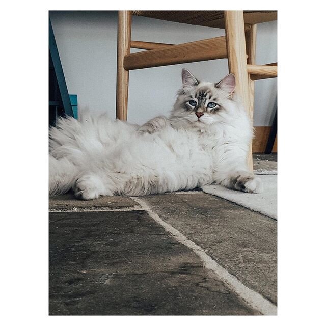 Did you know we have our very own professional furniture tester and model in the studio? Shown here modelling the simple lines of the classic wishbone chair 👌😉