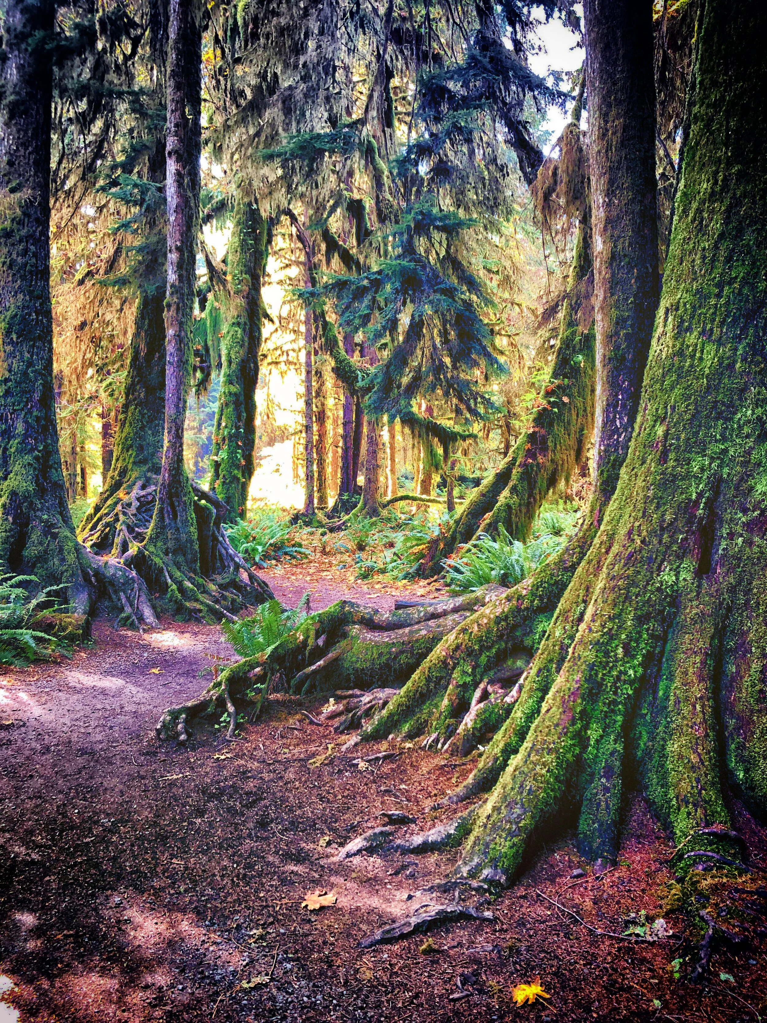 Hoh Rain Forest