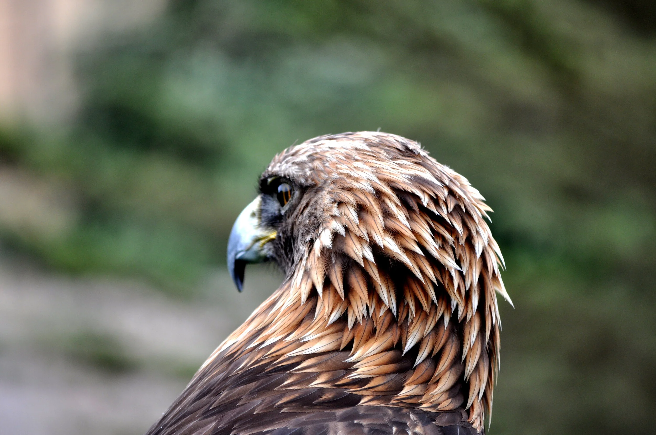 Golden Eagle- Yosemite National Park