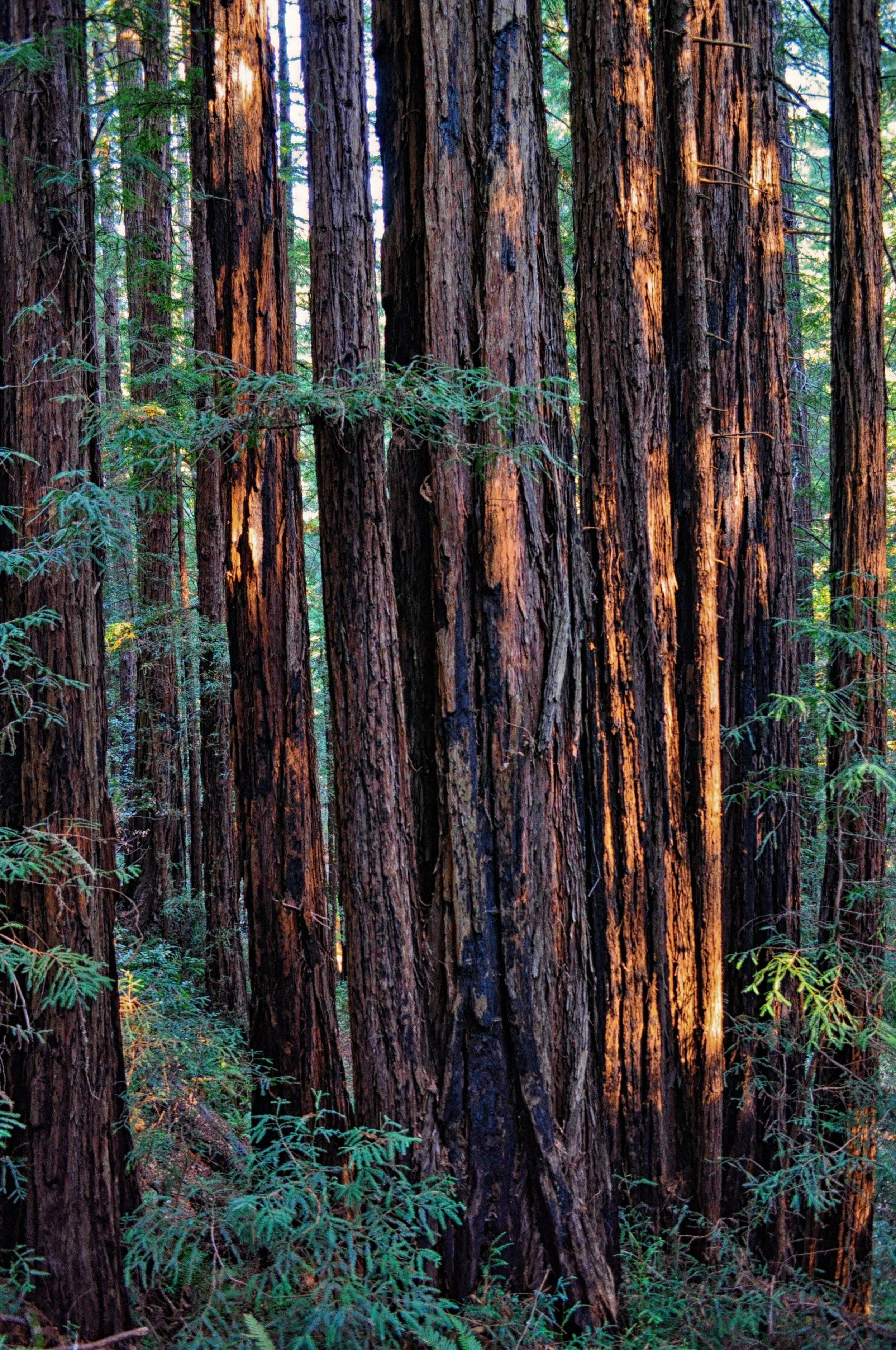 The majestic redwoods of Muir Woods National Monument
