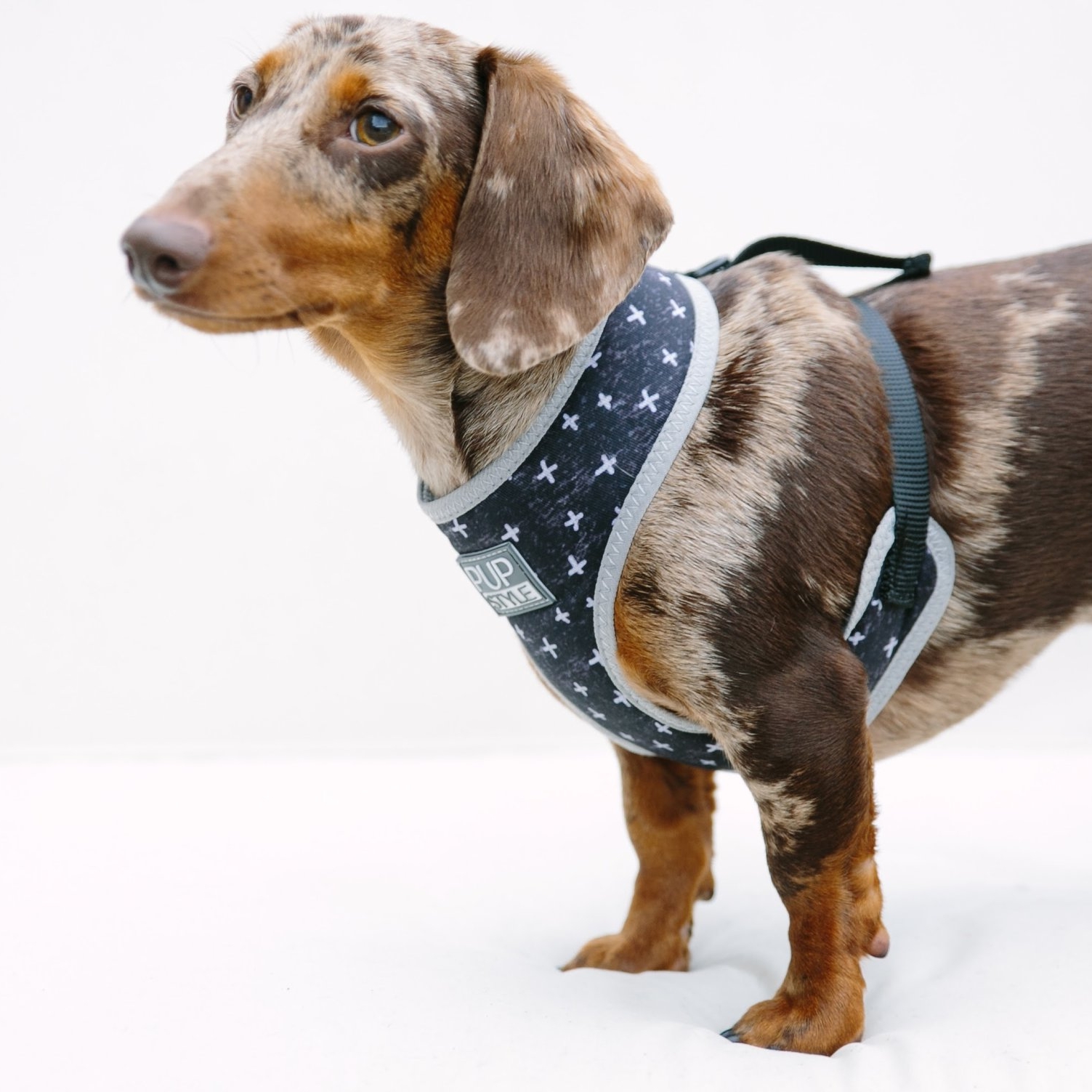 Finally! A Cute and Stylish Dog Harness