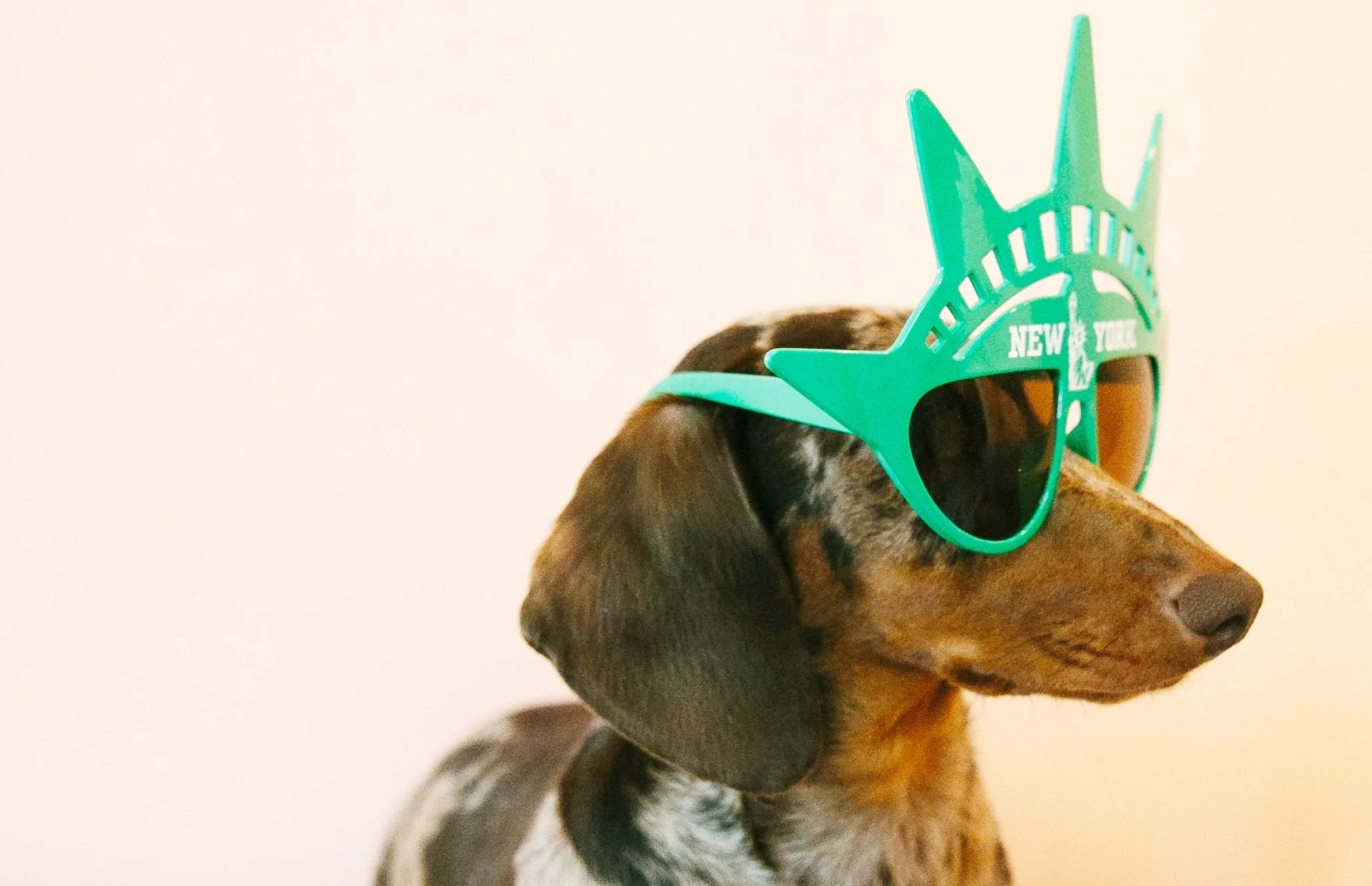 newyorkdog.jpg