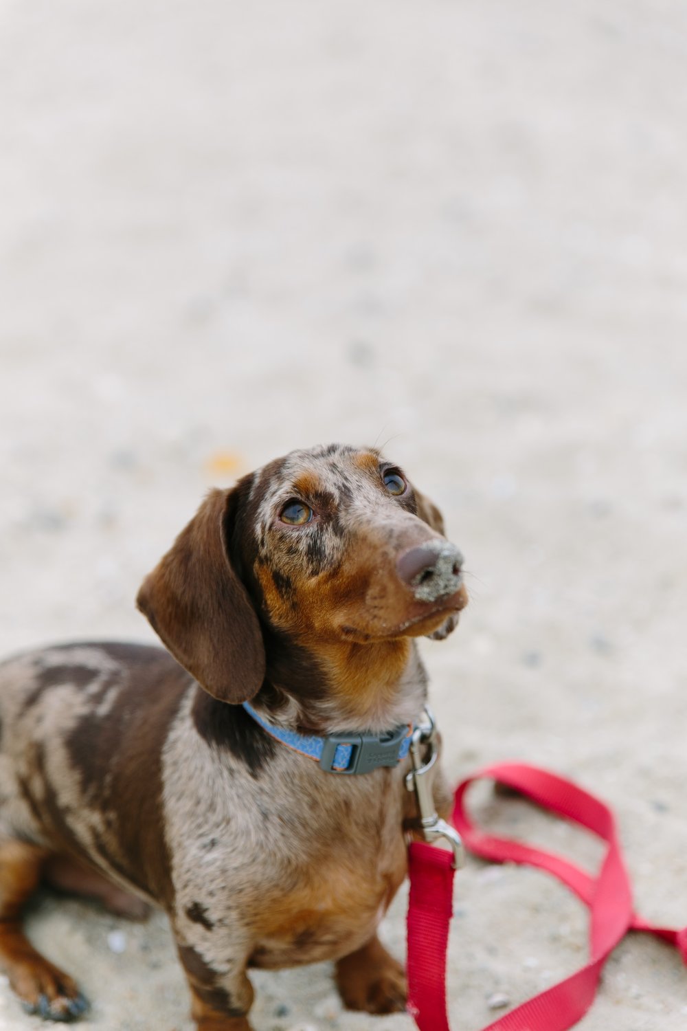  Sandy dog on the beach at Oak Bluffs 