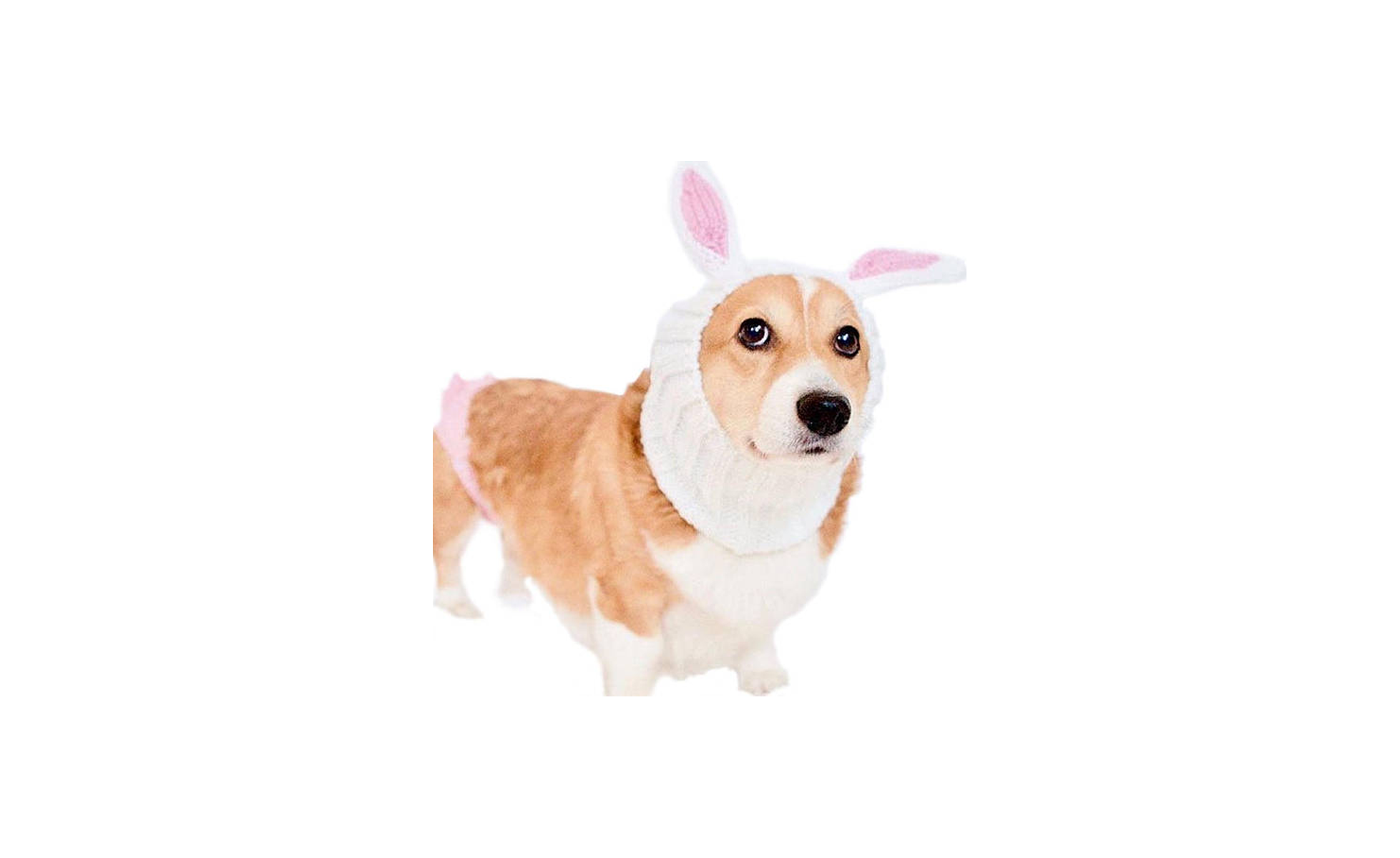   Bunny Dog Costume on Etsy  