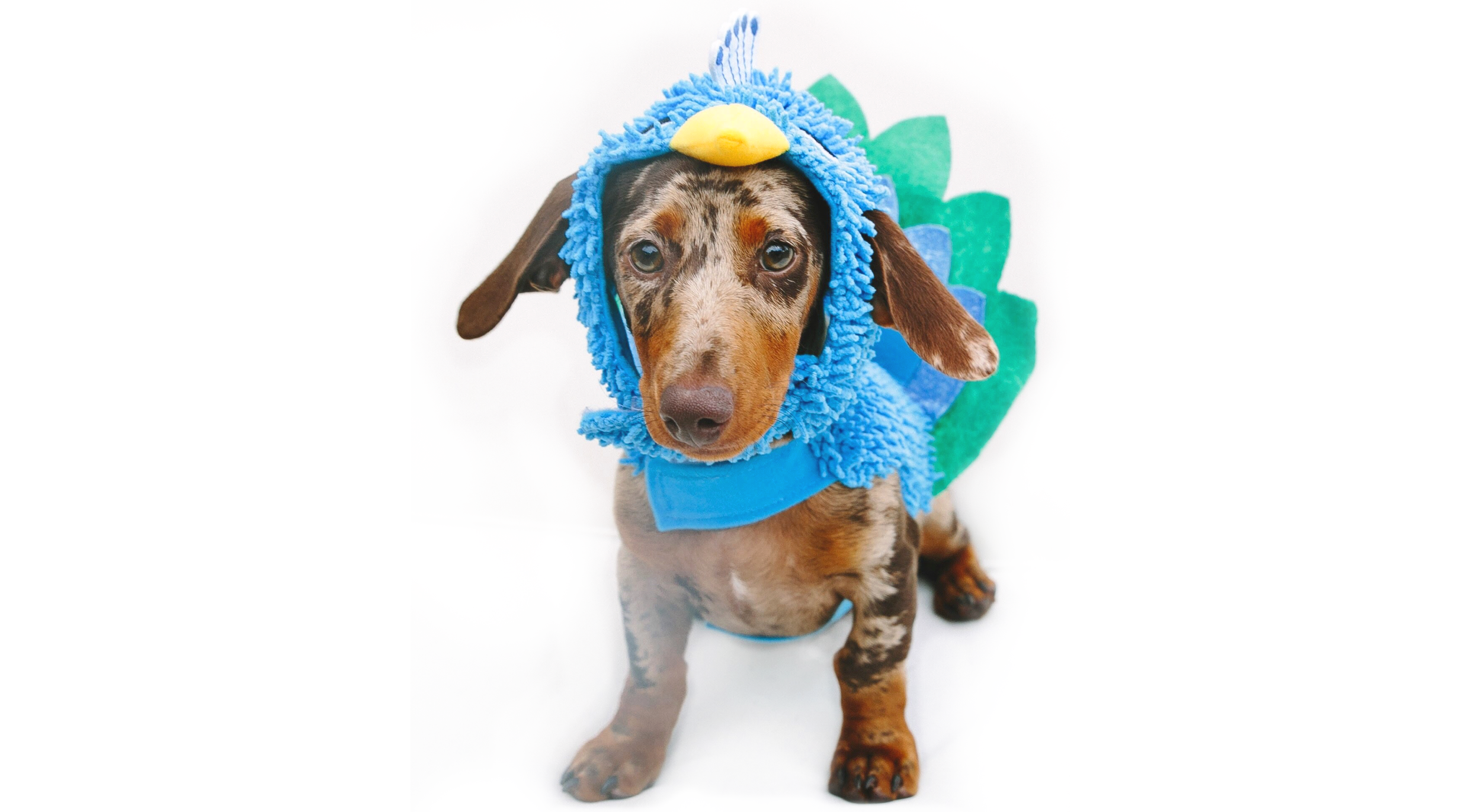 11 Funny Dog Costumes That Don't Require DIY