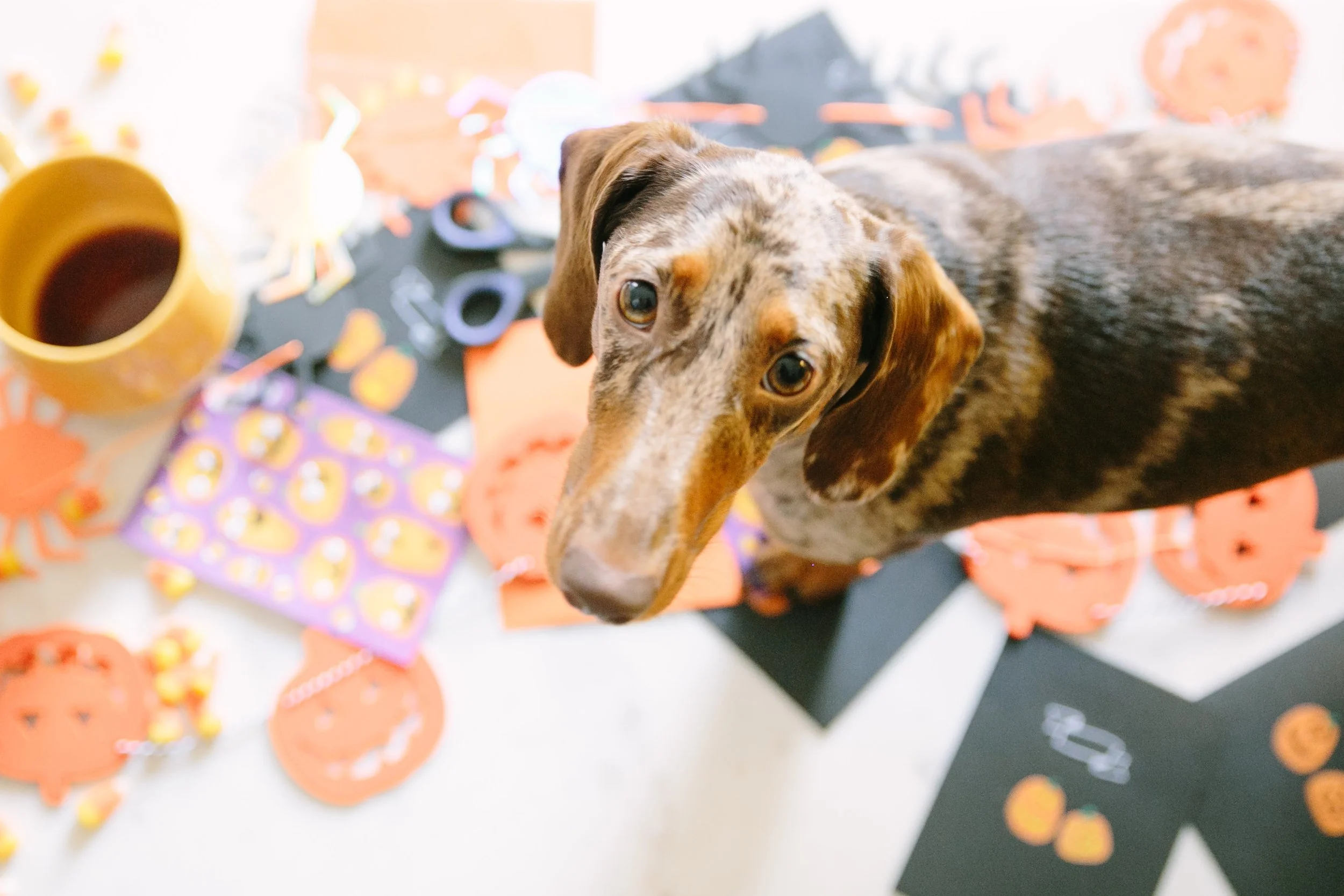 We've got fall spirit galore.
