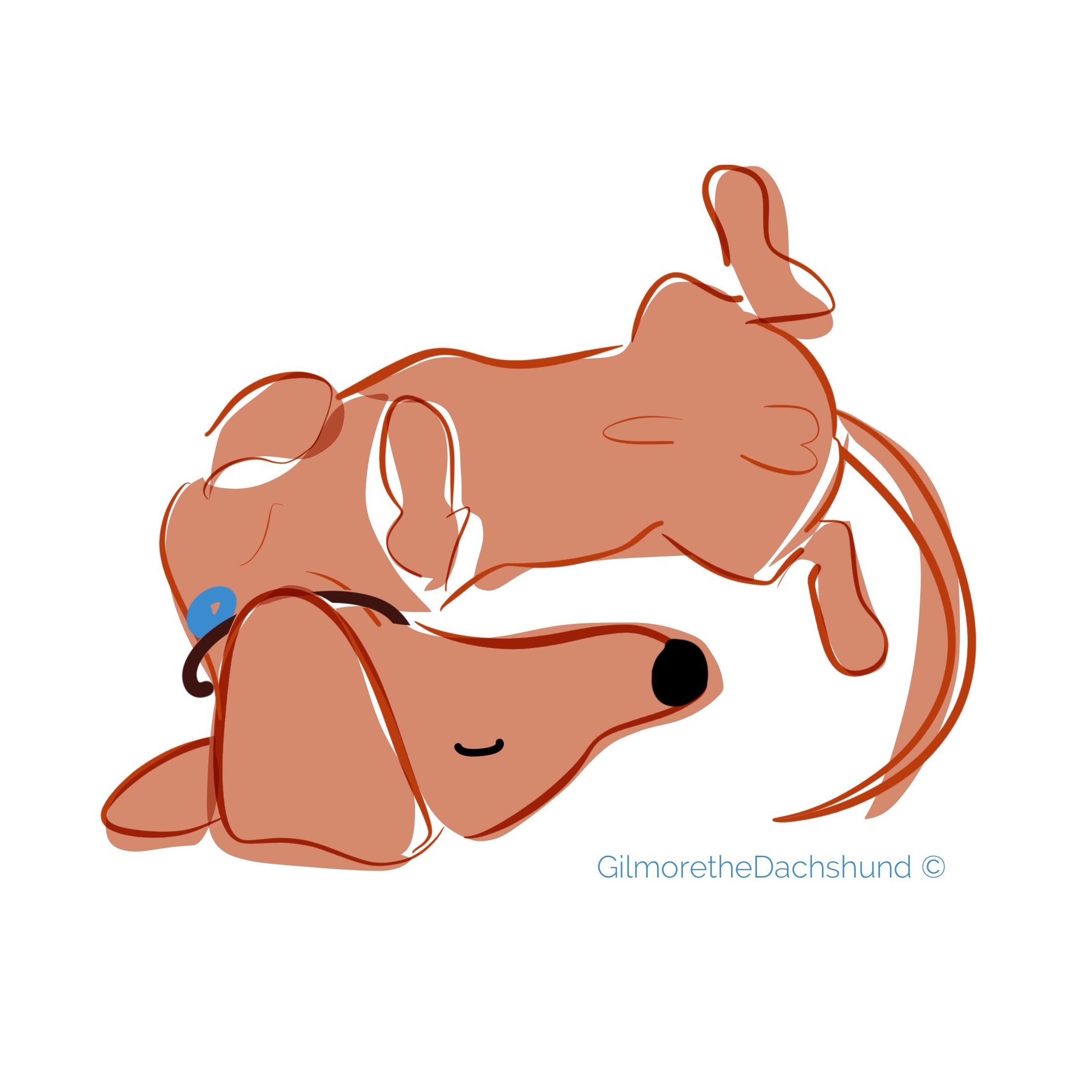 Illustration of Gilmore the Dachshund©