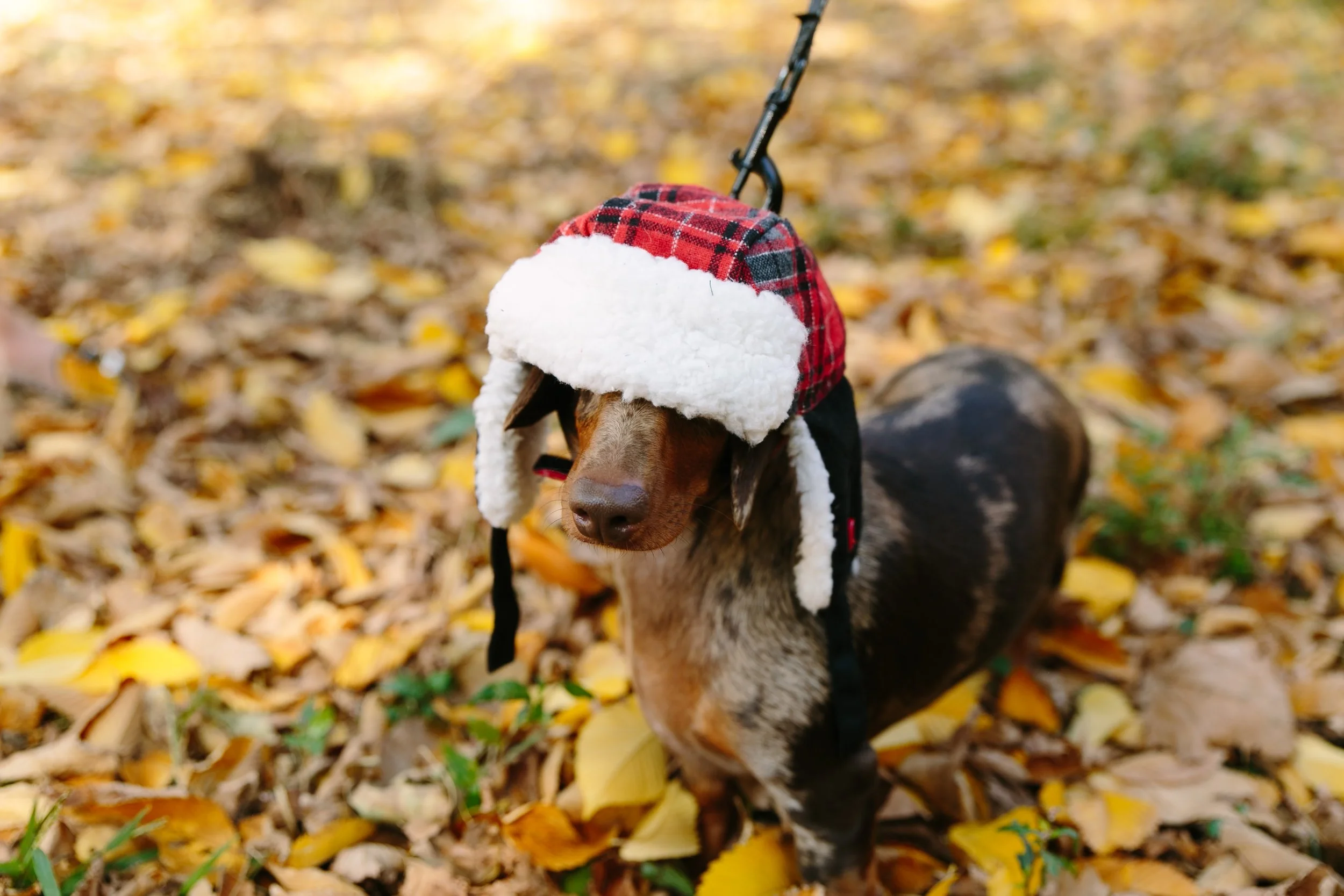 Find a fall hat that makes you feel this sassy. ✌🏻