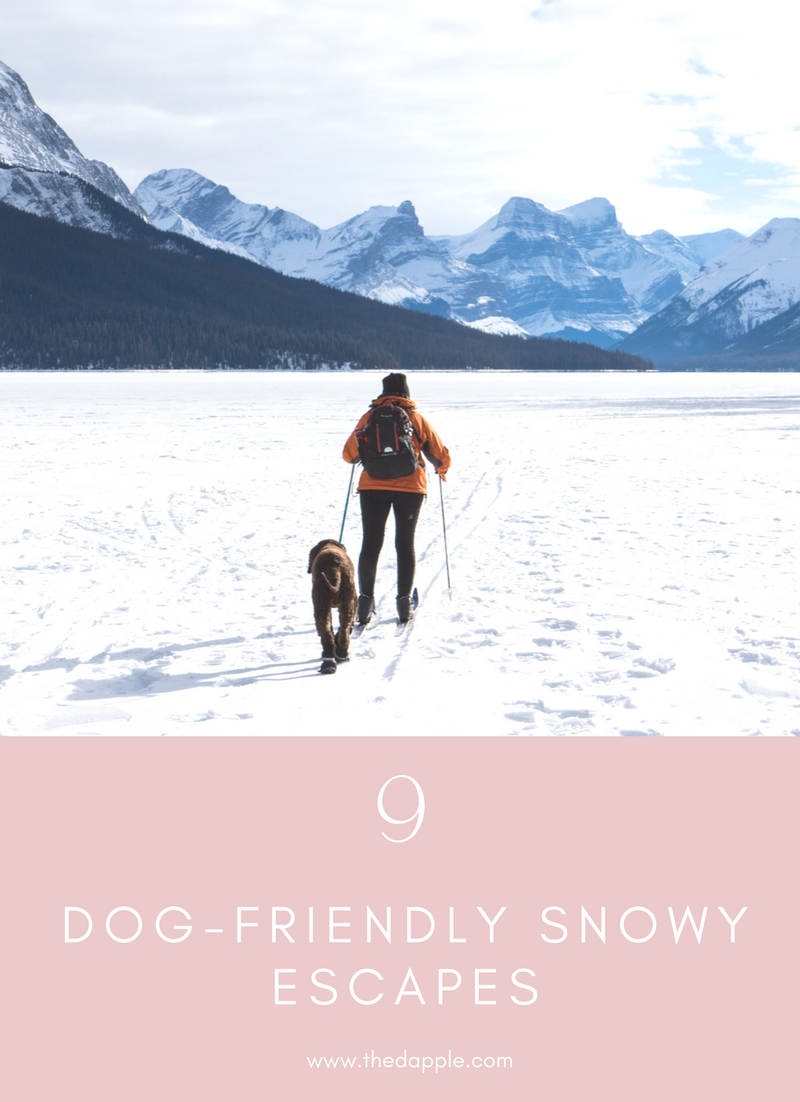 9 Dog Friendly Snowy Escapes
