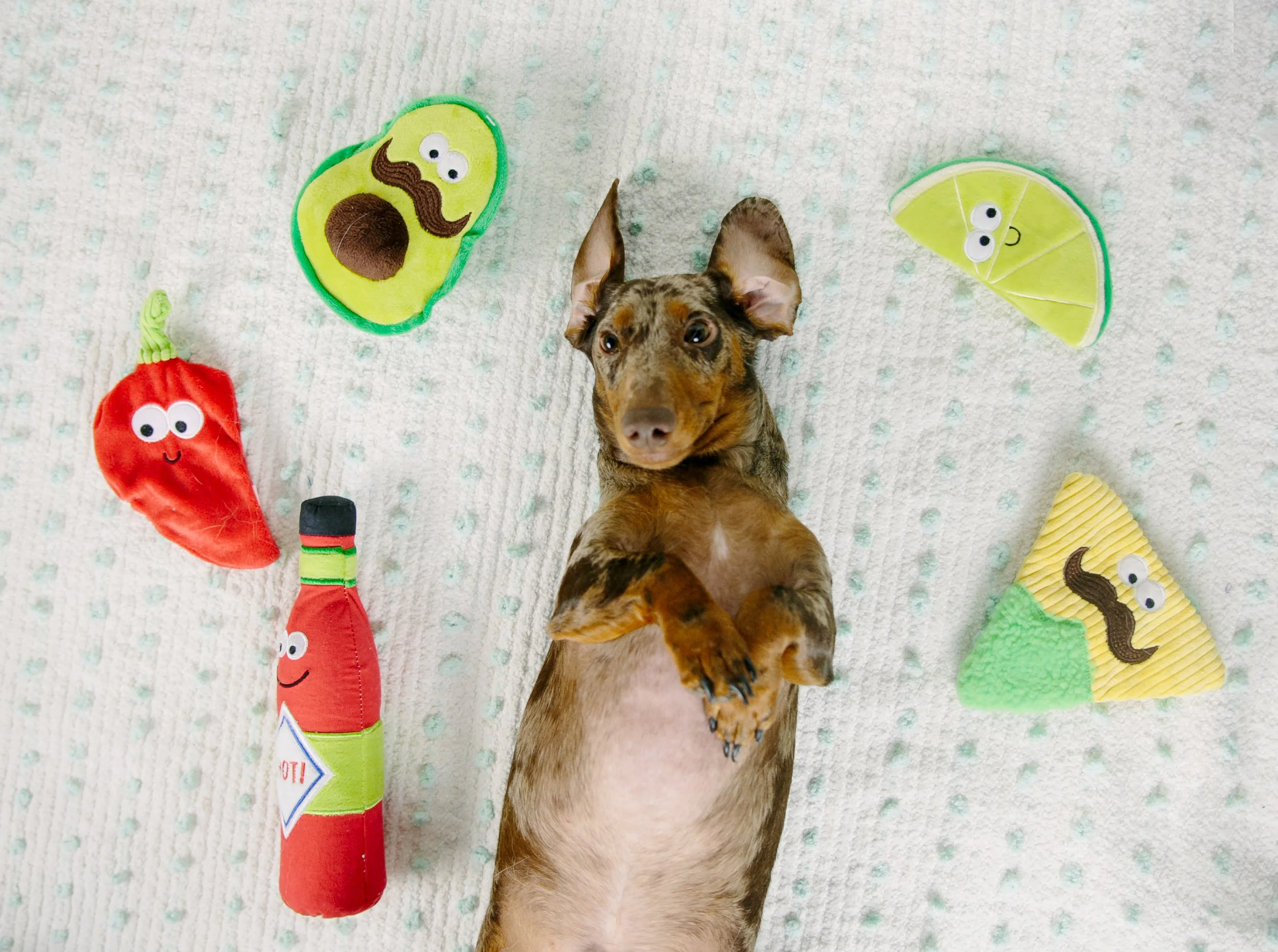 WeenandQueen_CincoDeMayo17.jpg