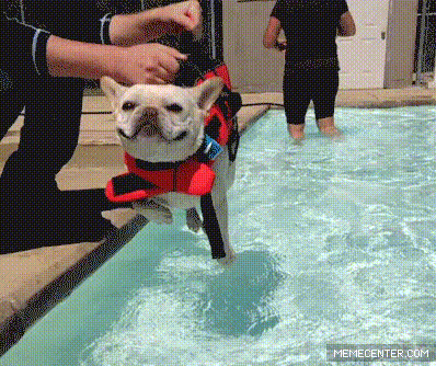 giphy (7).gif