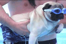 giphy.gif