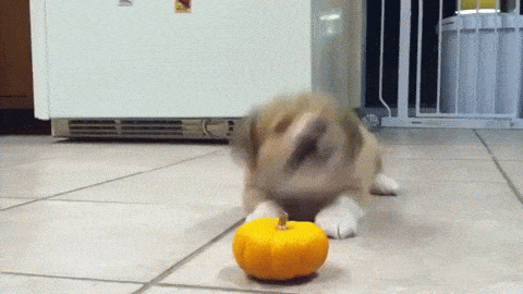 giphy (1).gif