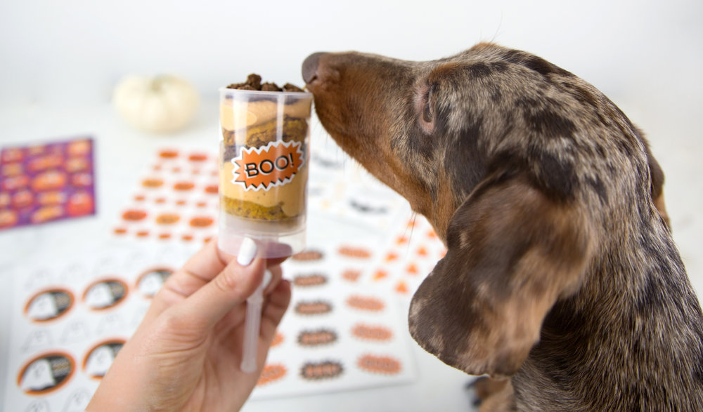 Healthy Halloween Pumpkin Dog Treat Push Pops DIY on The Dapple Dog Lifestyle Blog