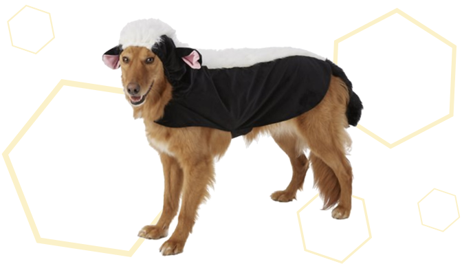 Skunk Dog Halloween Costume from Chewy