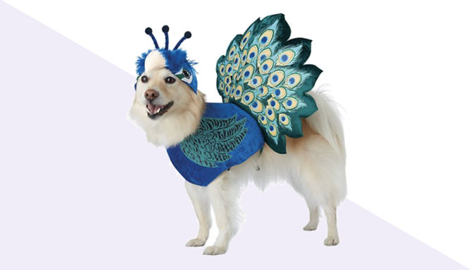 Peacock Dog Halloween Costume from Chewy