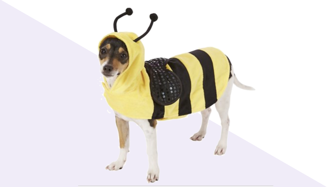 Bumble Bee Dog Halloween Costume from Chewy
