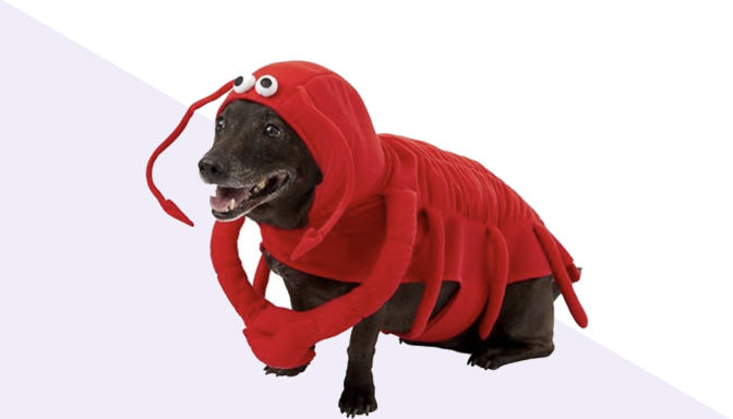 Lobster Dog Halloween Costume from Chewy