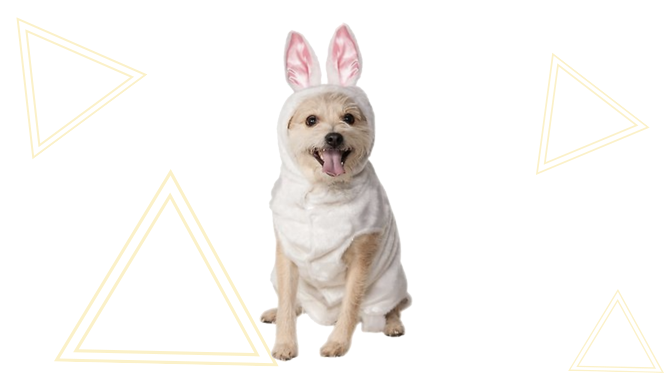 Bunny Dog Halloween Costume from Chewy