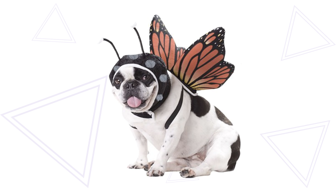 Monarch Butterfly Dog Halloween Costume from Chewy