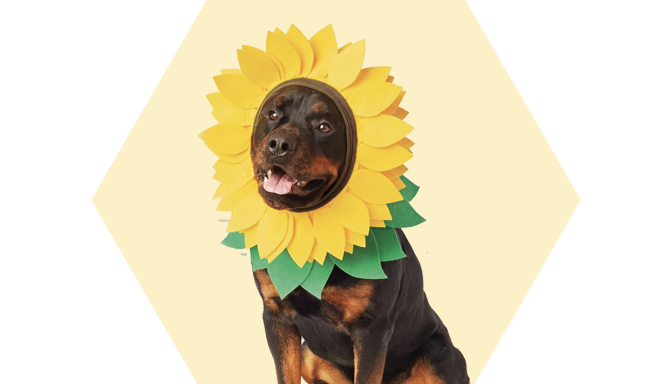 Sunflower Dog Halloween Costume from Target
