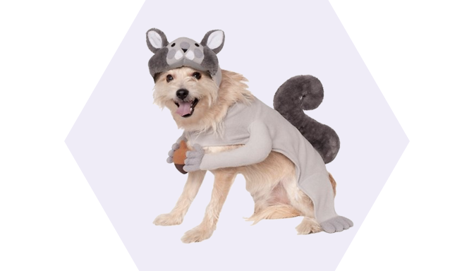 Squirrel Dog Halloween Dog Costume from Chewy