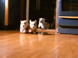 giphy (18).gif