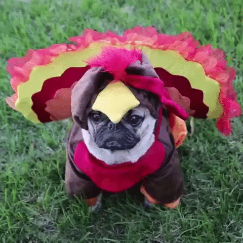 giphy (4) copy.gif