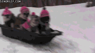 giphy (7).gif