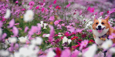 giphy (1).gif
