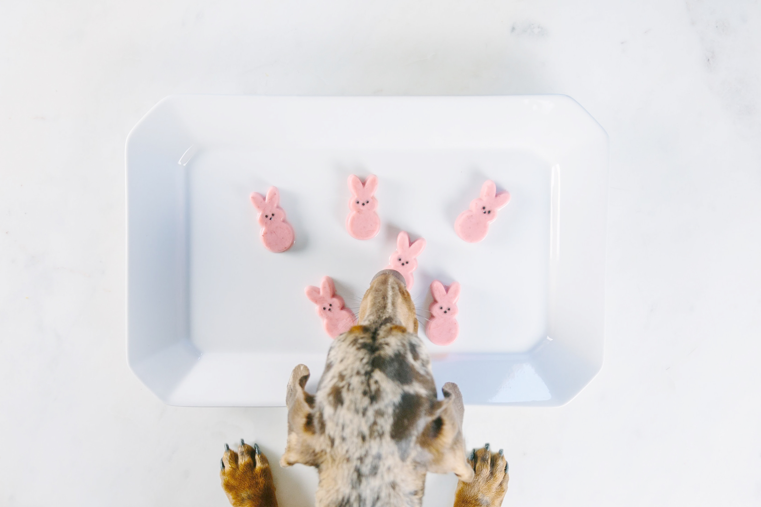 peeps+for+dogs,+dog+diy,+dog+treats+recipe+for+easter.jpeg
