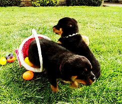 giphy (1).gif