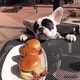 giphy (1).gif