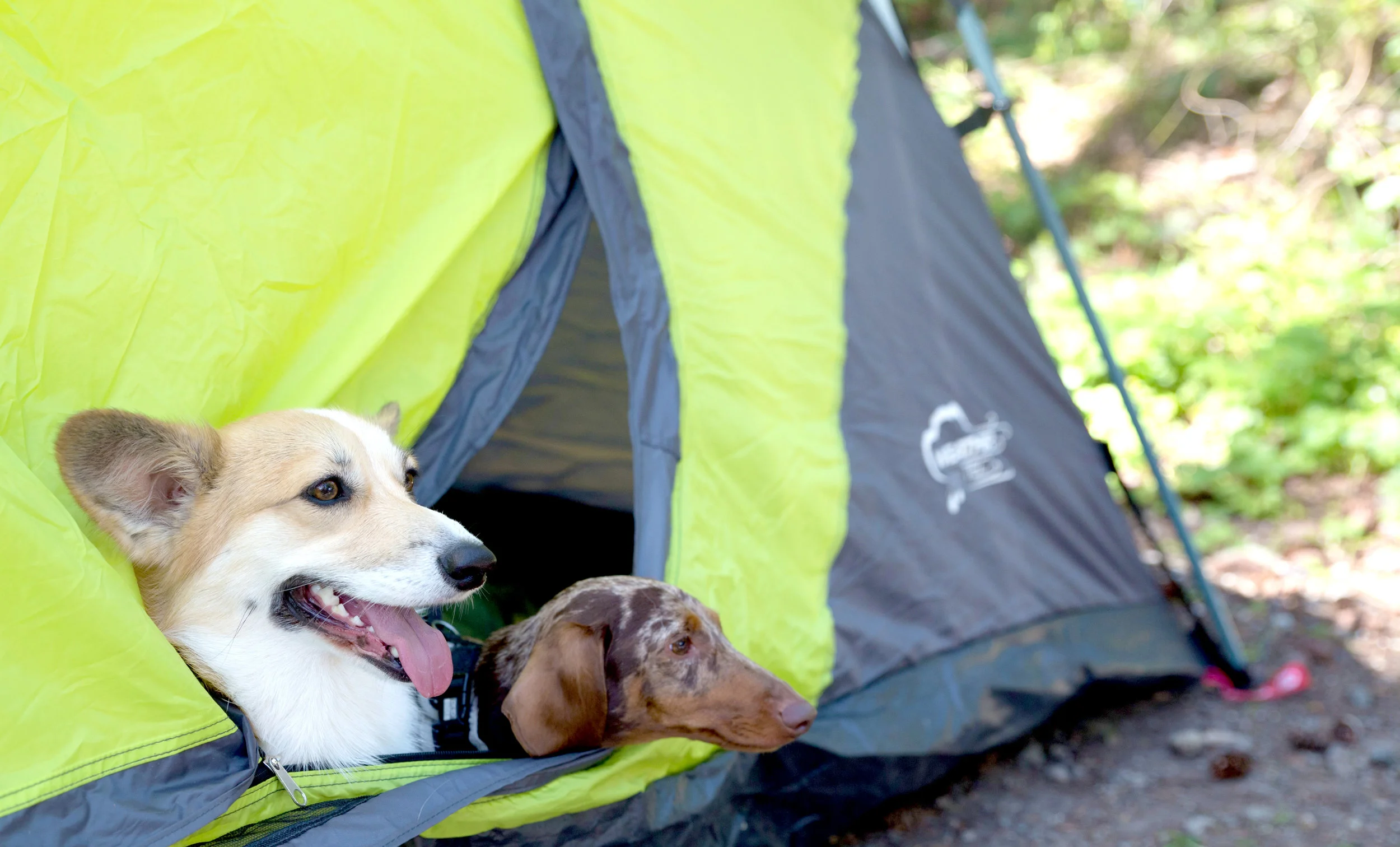 Hanging out in the tent