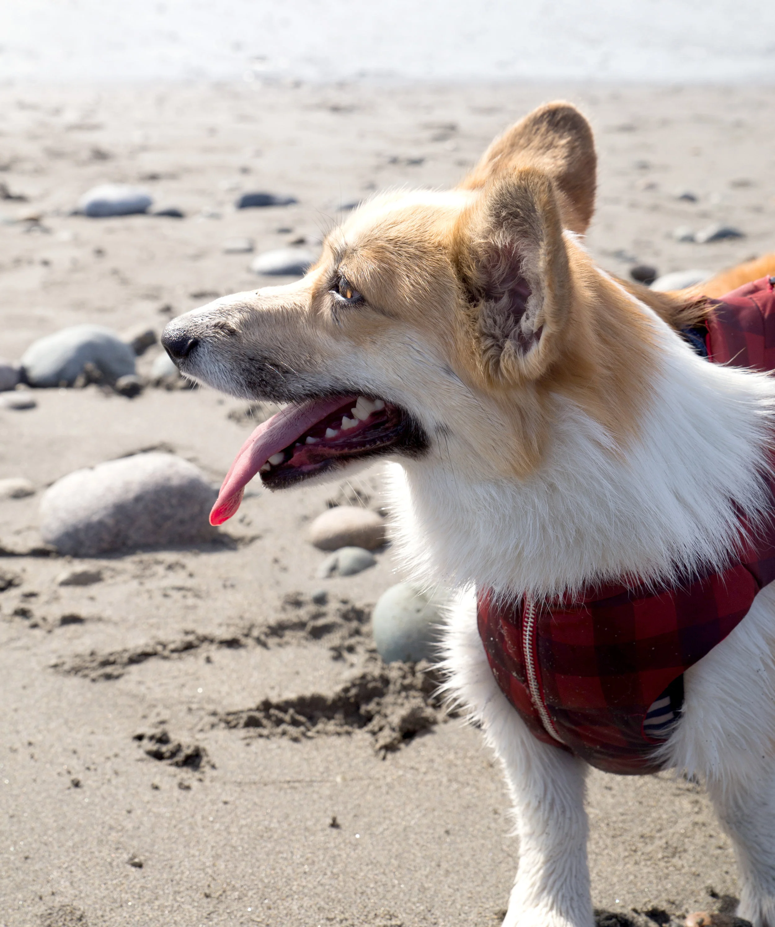Lizzie at West Beach