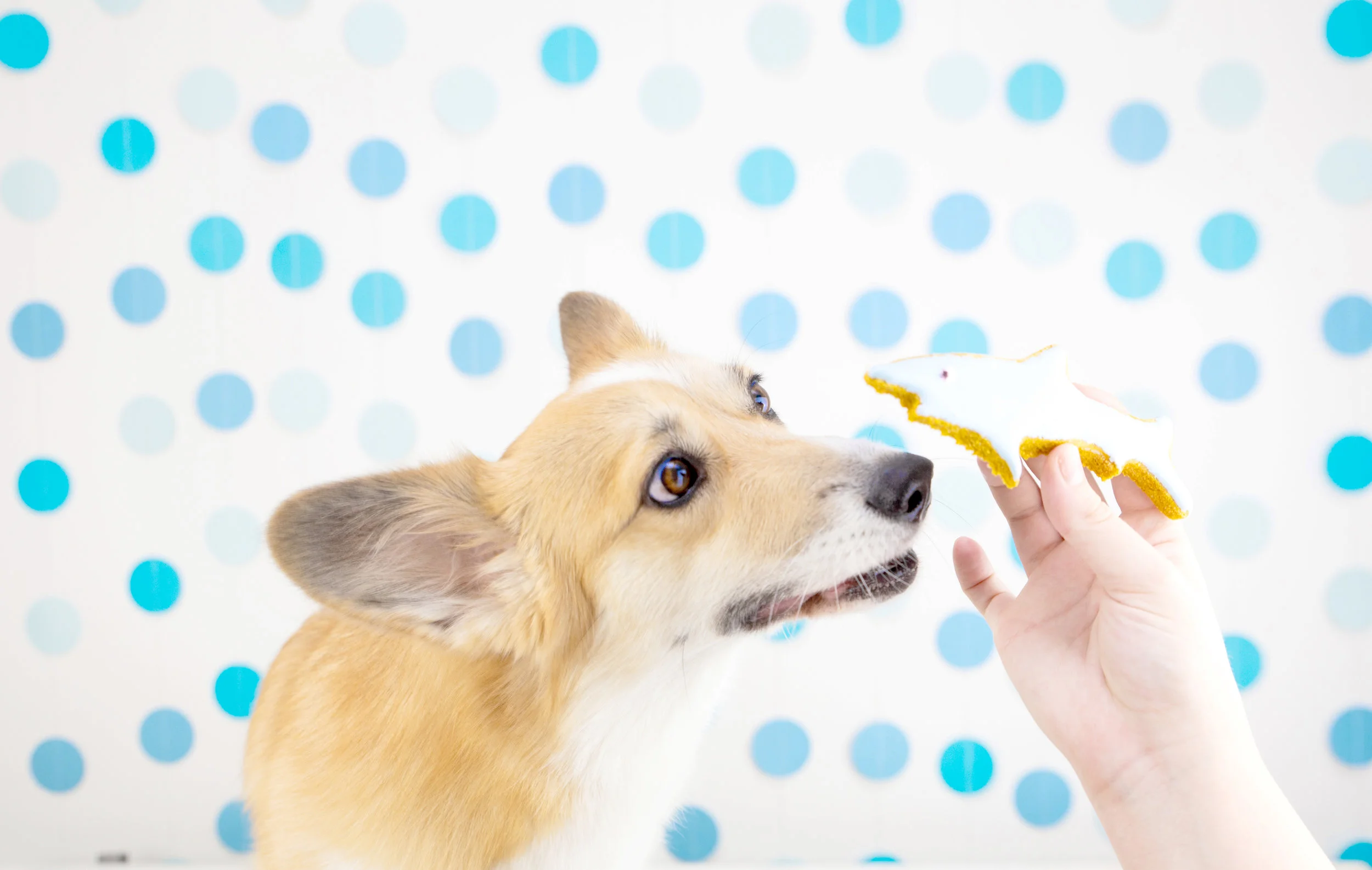 magifrost dog treat icing