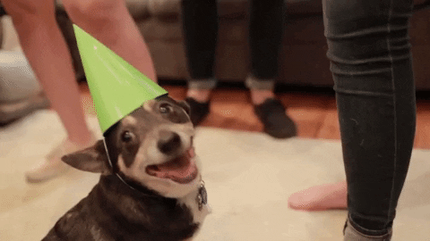 25 Hilarious Dog GIFS to Celebrate National Dog Day (And Your