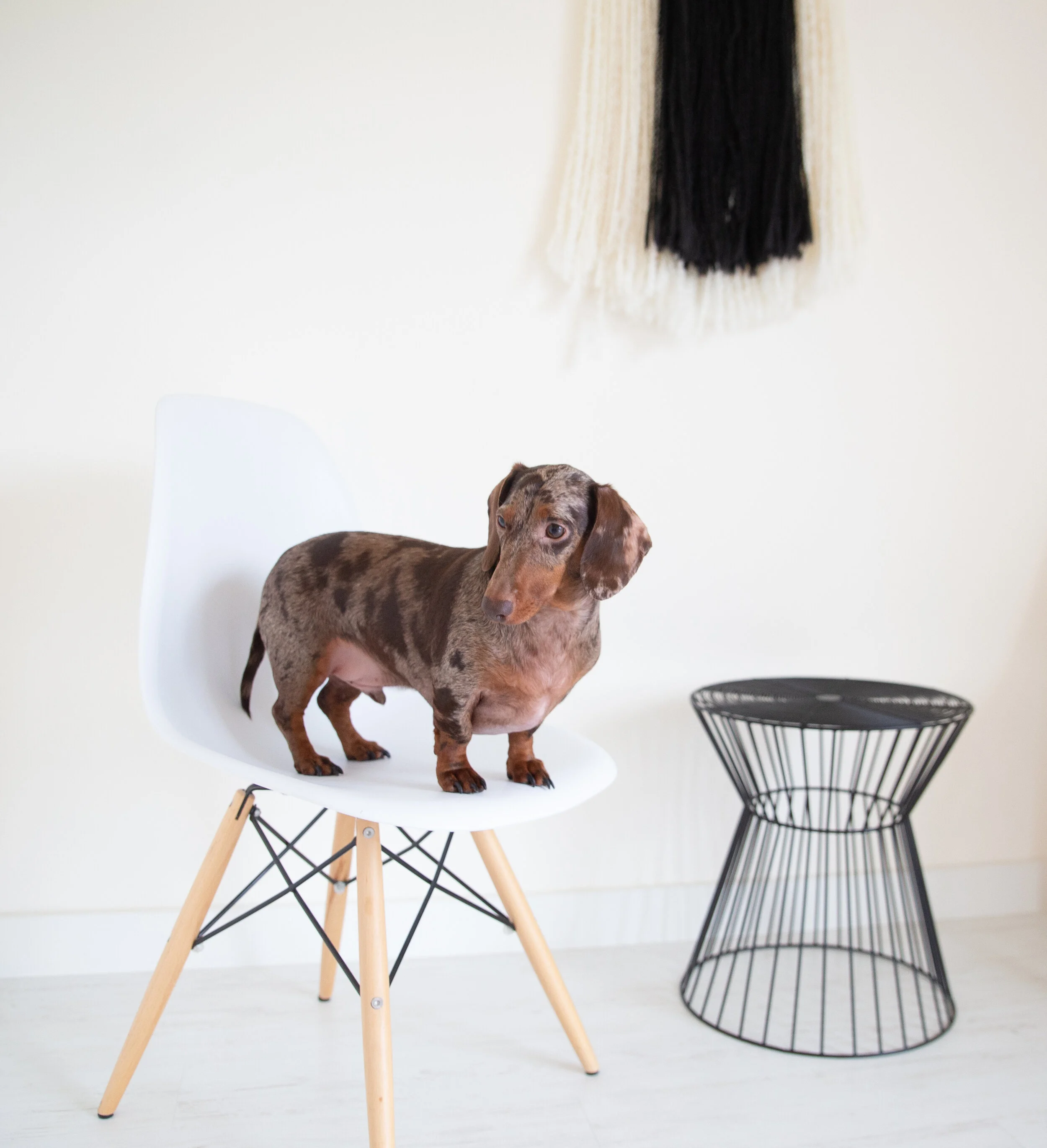 Planning a DogFriendly Trip to Vashon Island