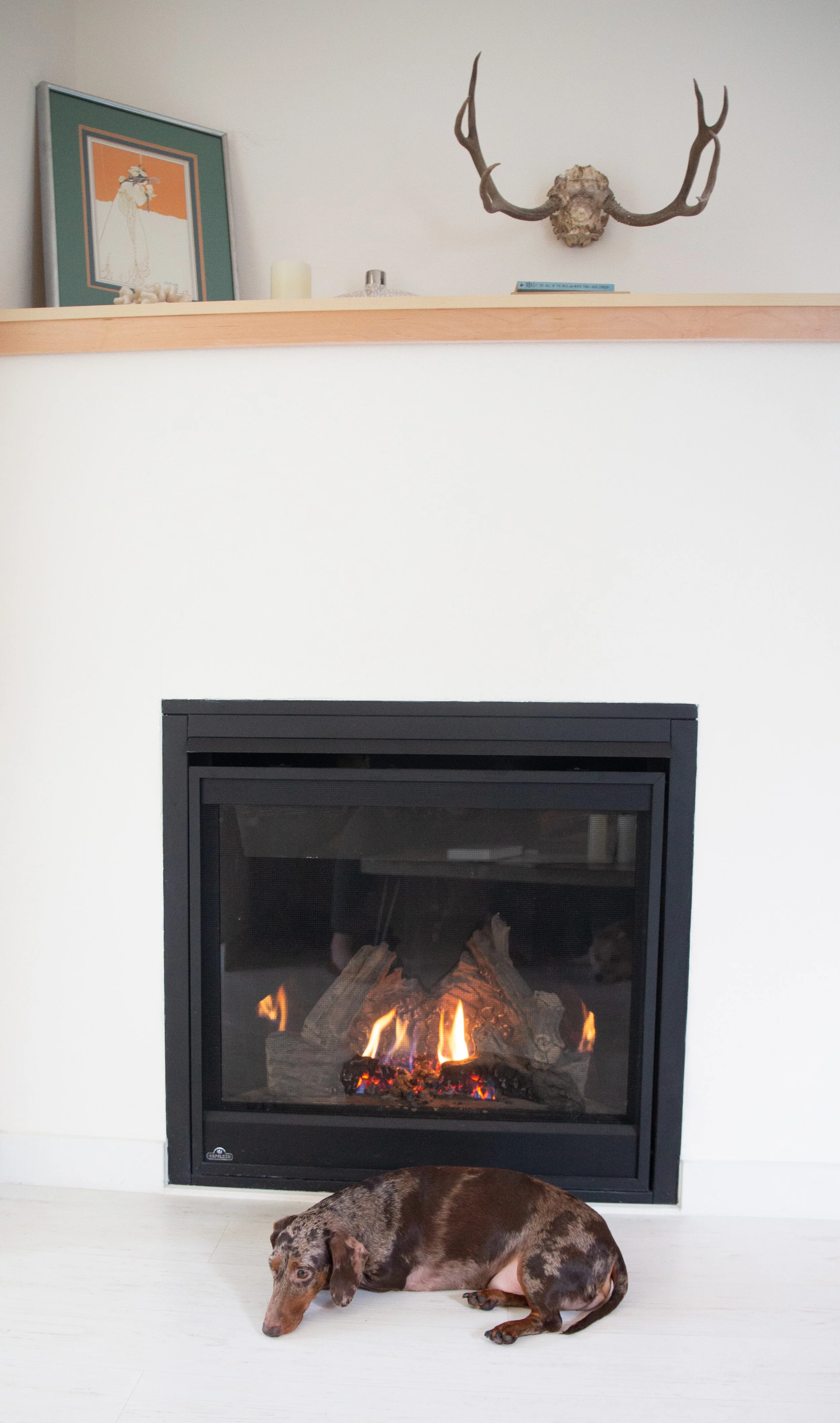 Planning a DogFriendly Trip to Vashon Island