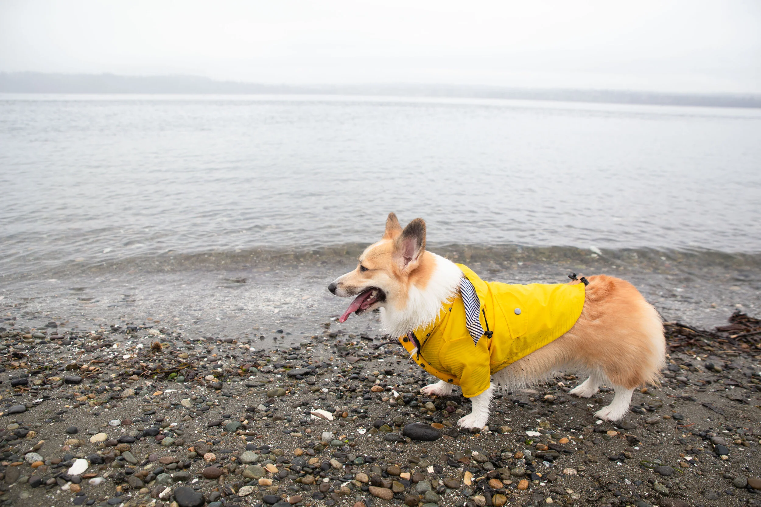 Planning a DogFriendly Trip to Vashon Island